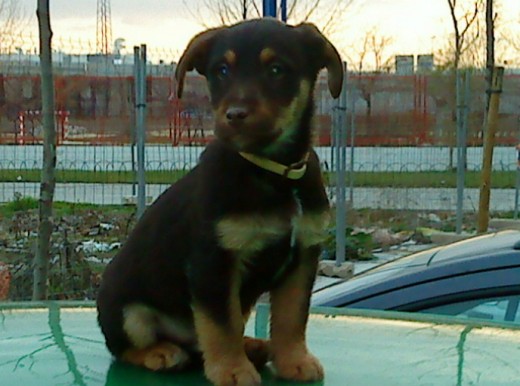 Creo que puedo ser un terrier cazador aleman por las fotos que he visto, aunque al principio pensaba que pudiera ser un teckel cruzado, que opinais? Soy super cariñoso, no paro de dar besos y tambien soy muy trasto, no paro quieto, ya ire poniendo mas fotitos que ahora estoy algo mas grande